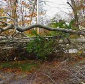 tree debris in calvert county