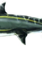 Life drawing of what the extinct 8-foot-long snaggletooth shark might have looked like. Art by J. Schafer; CMM.